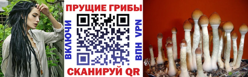 Галлюциногенные грибы Cubensis  Торопец 